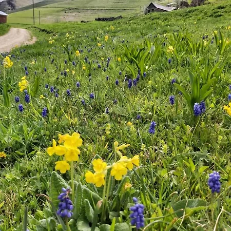 Alya Teras 酒店 2*