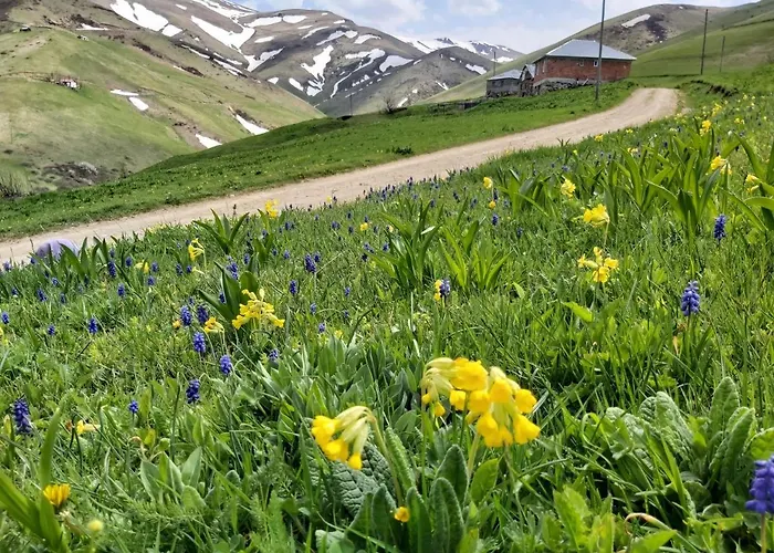 Alya Teras Hotel Trabzon